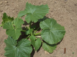 US plant