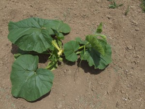 NZ Plant