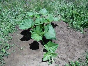 American plant after weeding